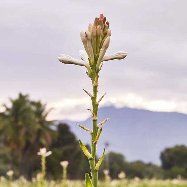 Tuberose